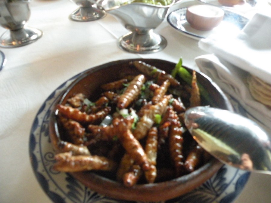 Gusanos de maguey
